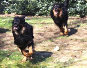 Josy und Leo - 09.03.2014 028