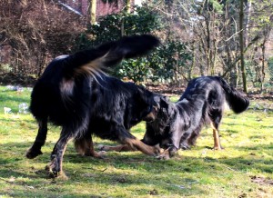 Josy und Leo - 09.03.2014 047