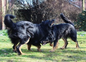 Josy und Leo - 09.03.2014 050