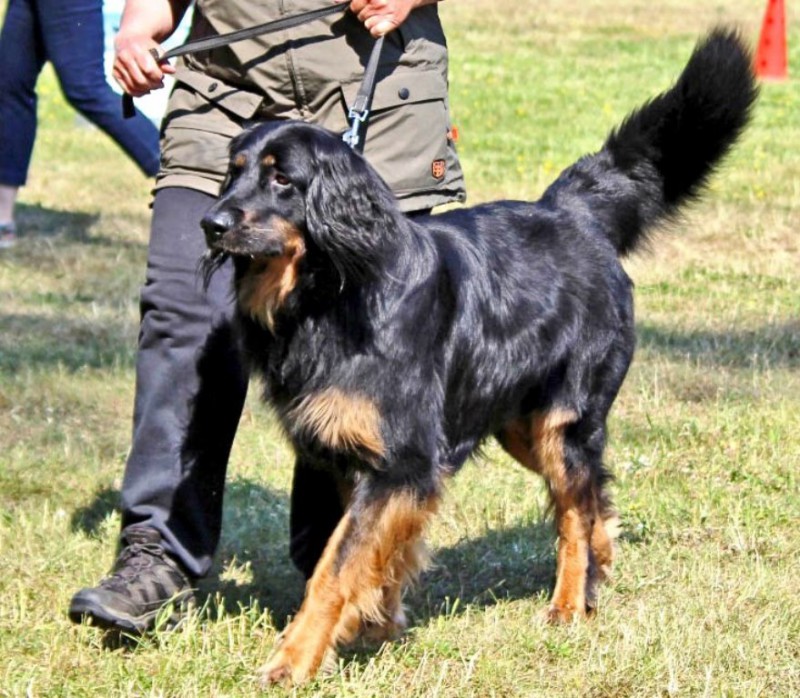 CAC am 07.06.2015 in Babenhausen