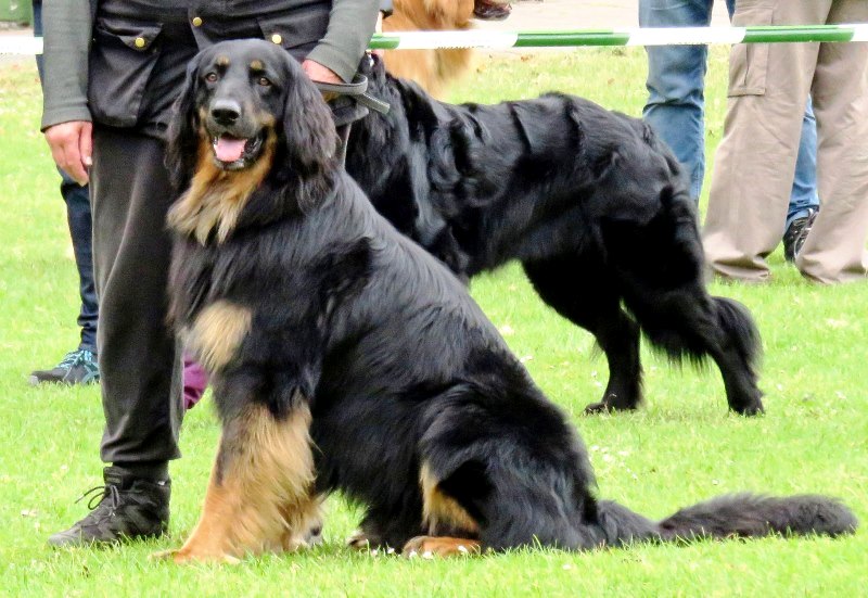 CSS 2015 - Schwarmstedt