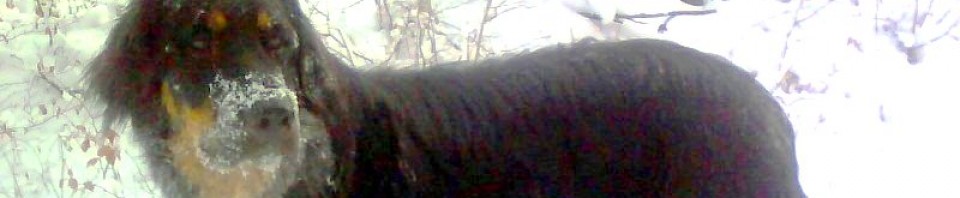 Leo vom Hause Luka - Deckrüde im RZV