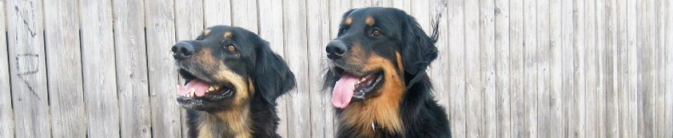 Leo vom Hause Luka - Deckrüde im RZV