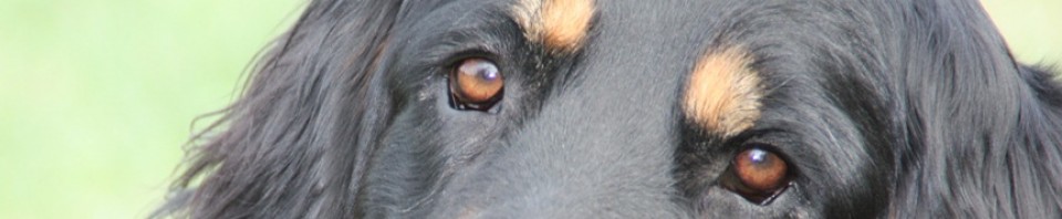 Leo vom Hause Luka - Deckrüde im RZV