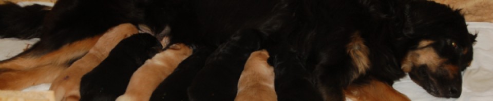 Leo vom Hause Luka - Deckrüde im RZV