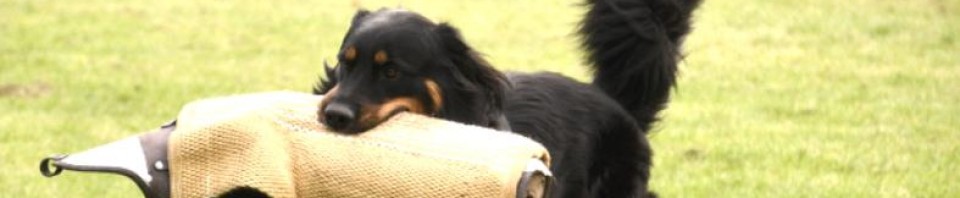 Leo vom Hause Luka - Deckrüde im RZV