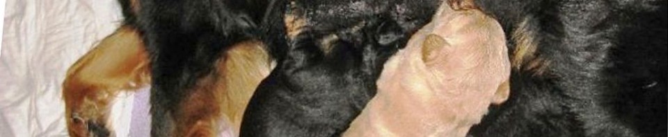 Leo vom Hause Luka - Deckrüde im RZV