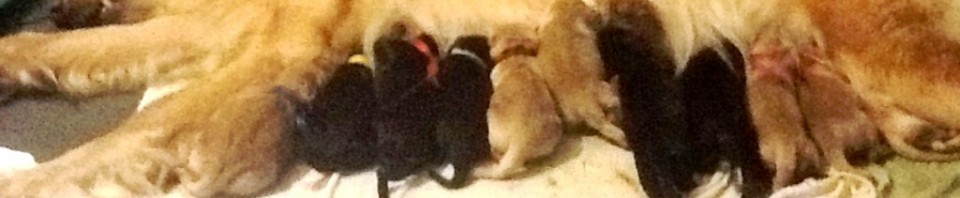 Leo vom Hause Luka - Deckrüde im RZV