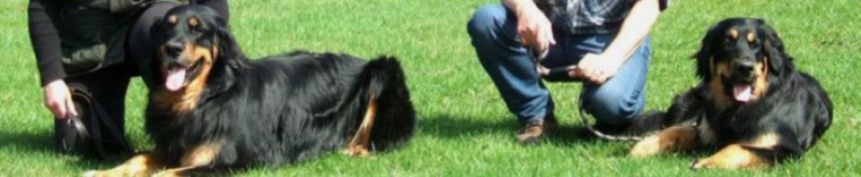 Leo vom Hause Luka - Deckrüde im RZV