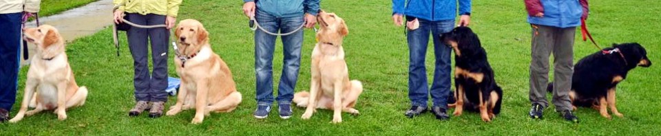 Leo vom Hause Luka - Deckrüde im RZV