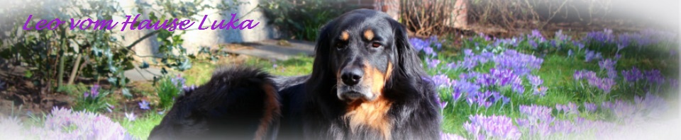 Leo vom Hause Luka - Deckrüde im RZV