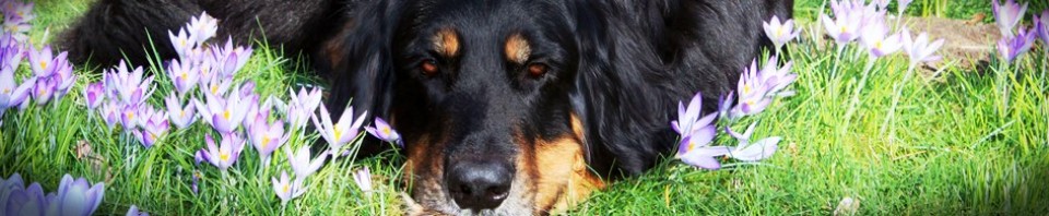 Leo vom Hause Luka - Deckrüde im RZV