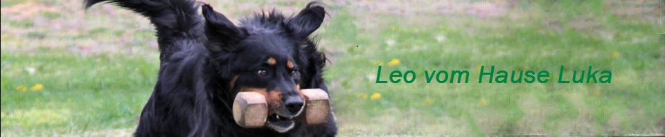 Leo vom Hause Luka - Deckrüde im RZV