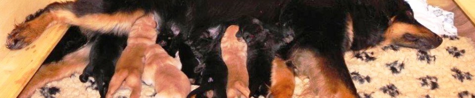 Leo vom Hause Luka - Deckrüde im RZV