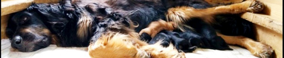 Leo vom Hause Luka - Deckrüde im RZV