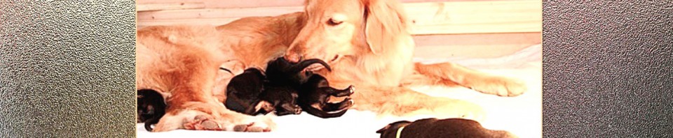 Leo vom Hause Luka - Deckrüde im RZV