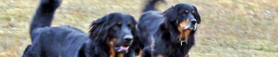 Leo vom Hause Luka - Deckrüde im RZV