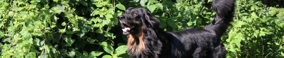 Leo vom Hause Luka - Deckrüde im RZV