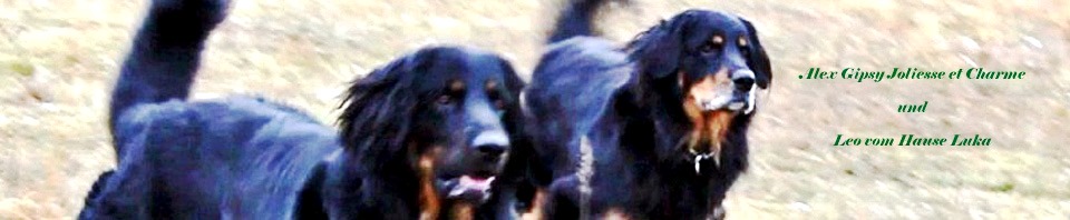 Leo vom Hause Luka - Deckrüde im RZV